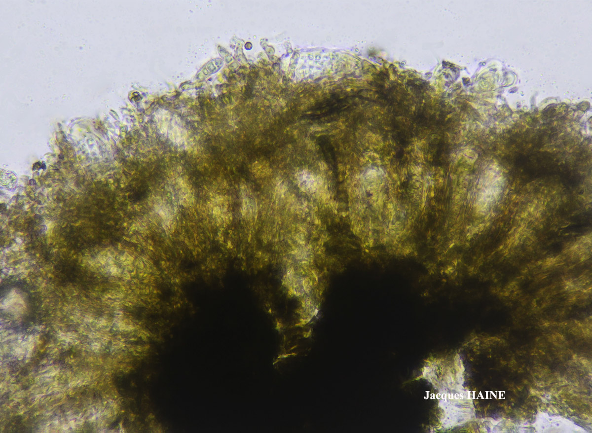 Roccella tinctoria DC Taxon Atlantique-Ouessant Cf.